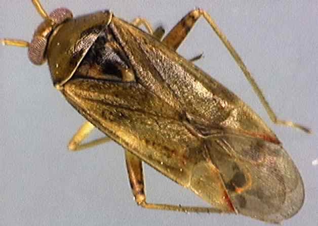Orthops cervinus